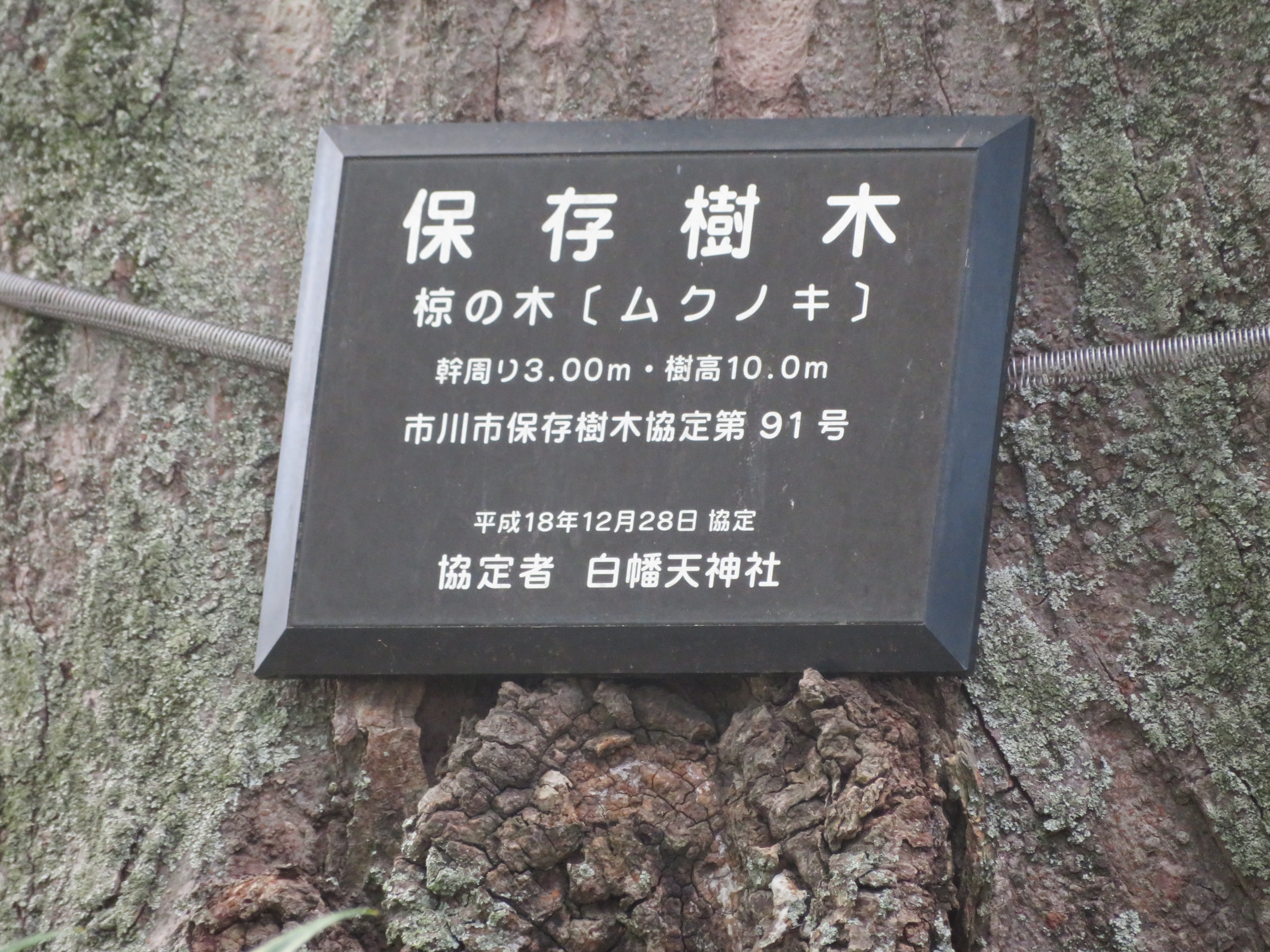 保存樹木の写真4