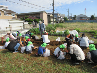 <さつま芋掘り>の画像
