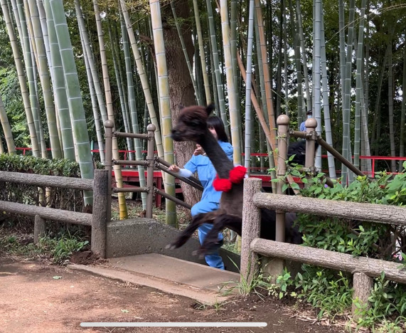 画像：アルパカダッシュ1着の写真