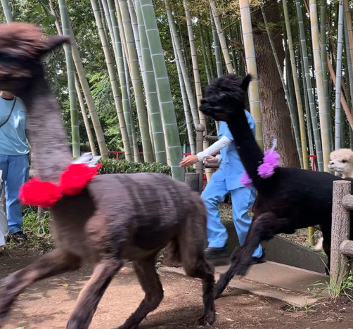 画像：アルパカダッシュ2着の写真