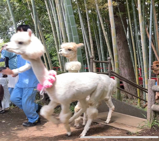 画像：アルパカダッシュ3着4着の写真