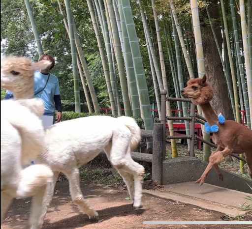 画像：アルパカダッシュ5着の写真