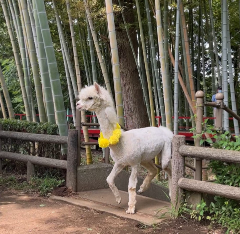 画像：アルパカダッシュ6着の写真