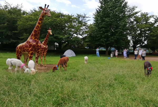 画像：アルパカダッシュ後ののんびりした写真