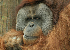 写真：オランウータンのイーバン