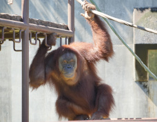 写真：オランウータンのリリー