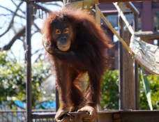写真：オランウータンのポポ