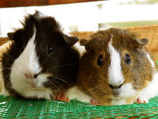 写真：モルモット