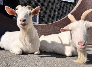写真：ヤギの画像