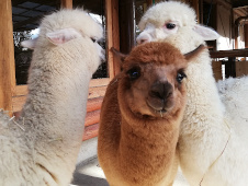 写真：アルパカ