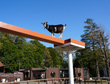 写真：ヤギの宮中散歩