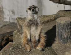 写真：ミーアキャット