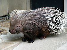 写真：アフリカタテガミヤマアラシ