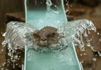 写真：コツメカワウソ