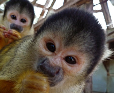 写真：ボリビアリスザル