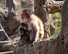 写真：ニホンザル