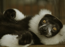 写真：エリマキキツネザル