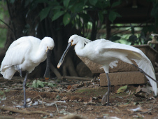 写真：ヘラサギ