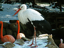 写真：シュバシコウ