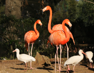 写真：フラミンゴ