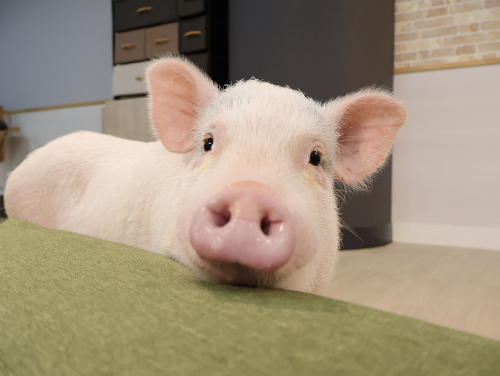 写真：マイクロブタ