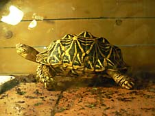 写真：インドホシガメ