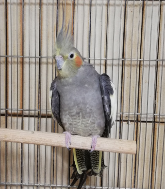 写真：オカメインコ