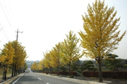 写真:市川市霊園