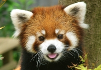 写真:レッサーパンダ