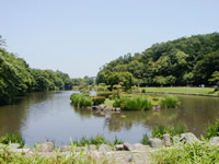 じゅん菜池緑地の画像