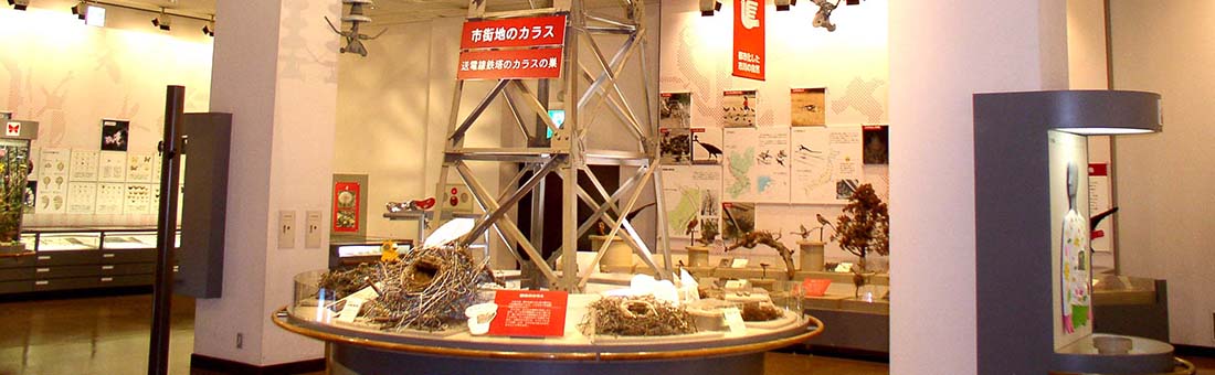 自然博(常設展示室)