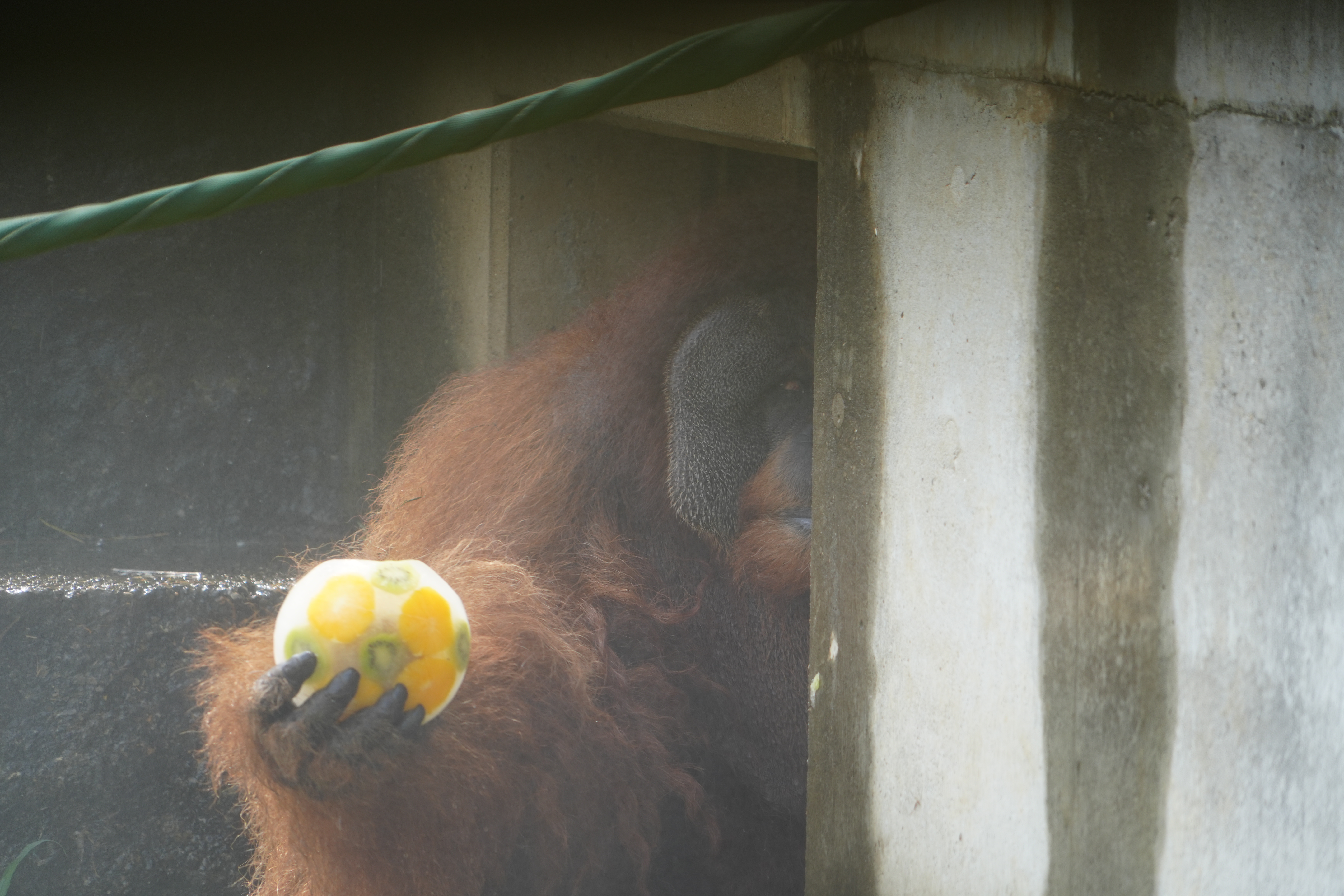 画像：氷をゲットして満足気なイーバンの写真