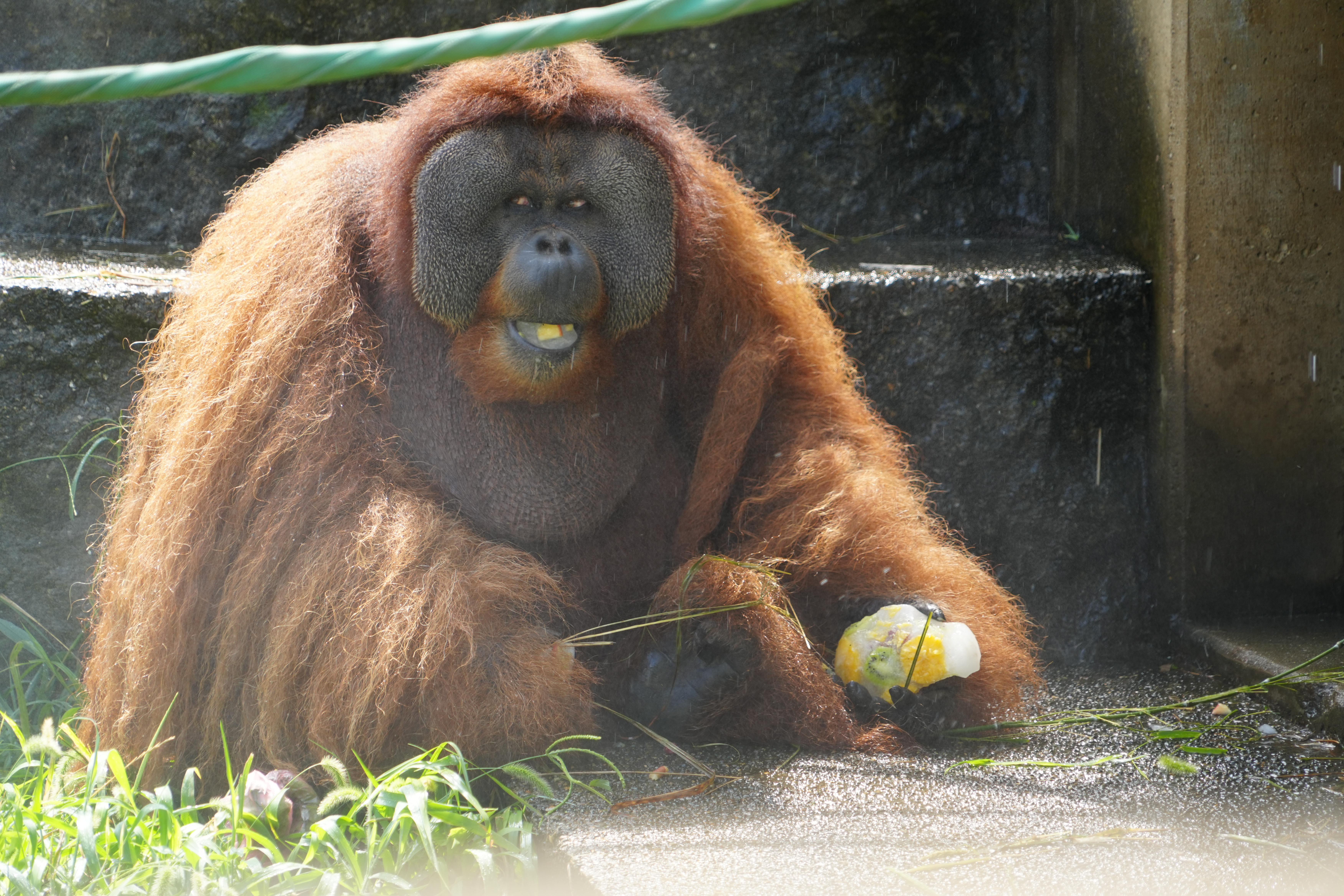 画像：氷をほおばるイーバンの写真