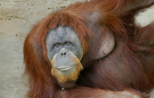 オランウータンの画像