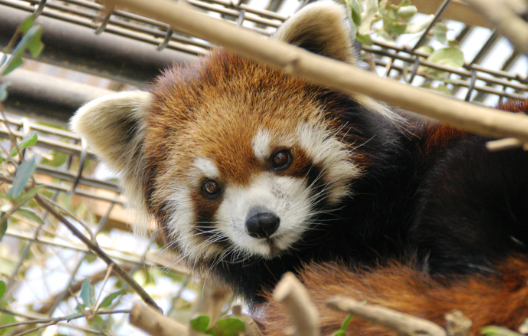 レッサーパンダ舎の画像