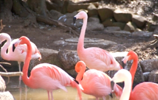 フライングケージ、エミュー舎の画像