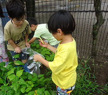 こども菜園　さやいんげんの画像