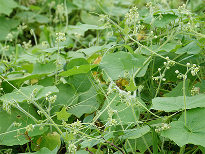 アレチウリの画像