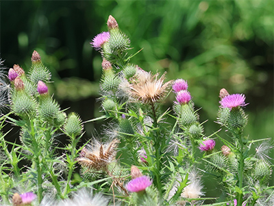 アメリカオニアザミの画像
