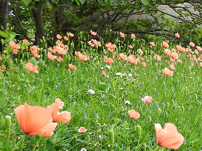 ナガミヒナゲシの画像