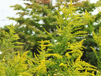 セイタカアワダチソウの画像