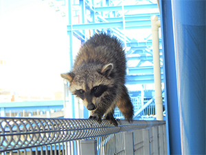 アライグマの画像