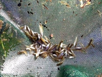 カダヤシの画像