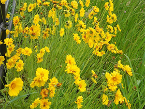 オオキンケイギクの画像