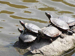ミシシッピアカミミガメ （ミドリガメ）の画像