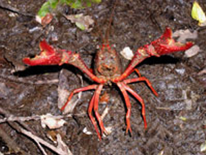 アメリカザリガニの画像