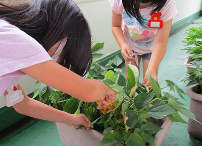 みんなで育てたいんげん豆の収穫の画像