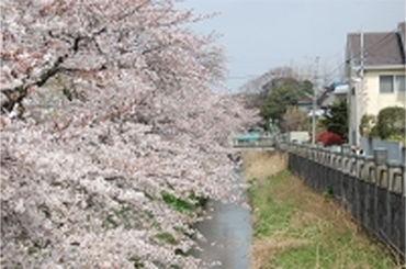 桜並木の画像