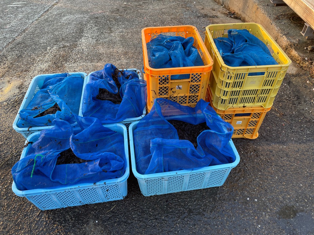 収穫した生のりがかごに入っている写真