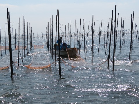 ノリ網を海に張りだしている様子の写真